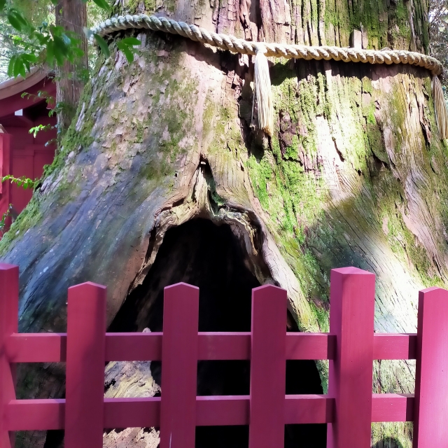 箱根神社　安産杉